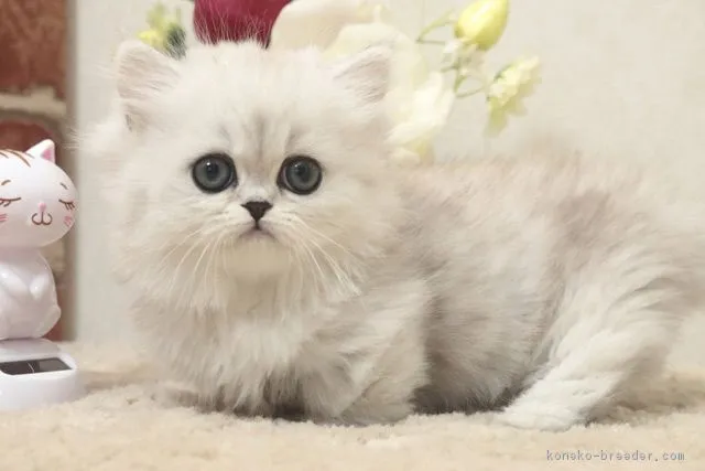 ID:1902-01298の子猫