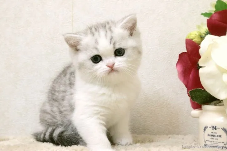 ID：1903-00949の子猫