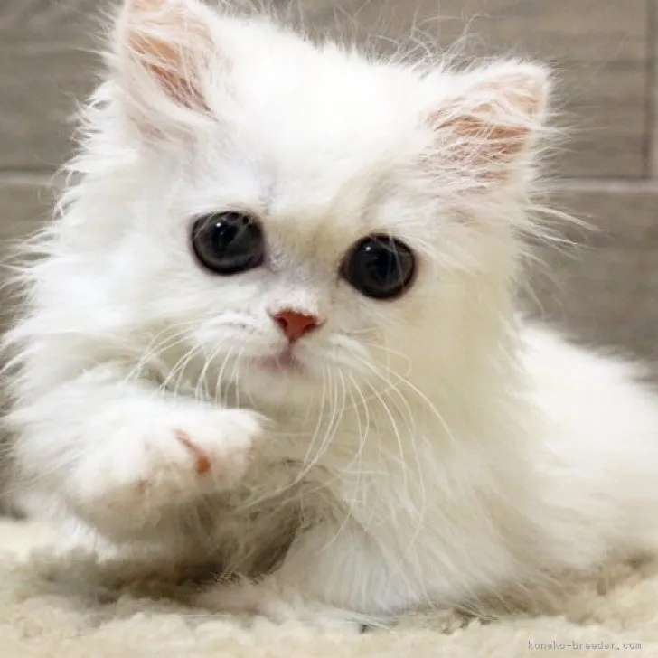 ID:2305-01833の子猫