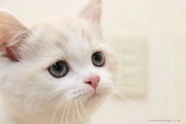 ID：1904-01296の子猫