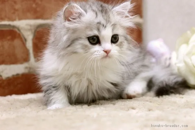 ID:1905-00309の子猫