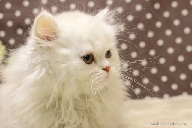 ID:1811-01042の子猫