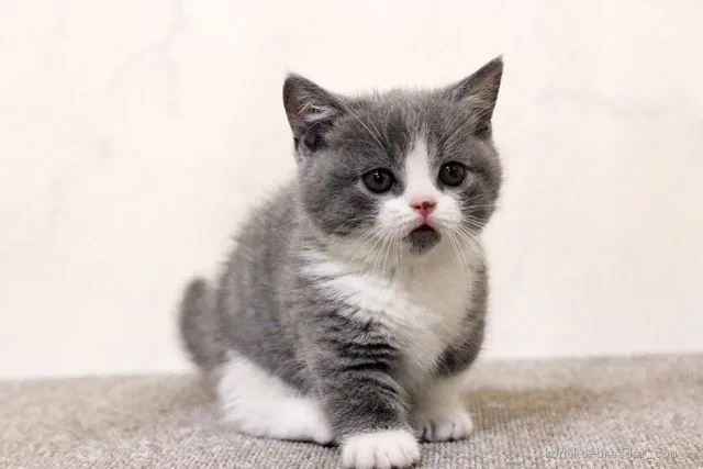 ID：2008-01026の子猫