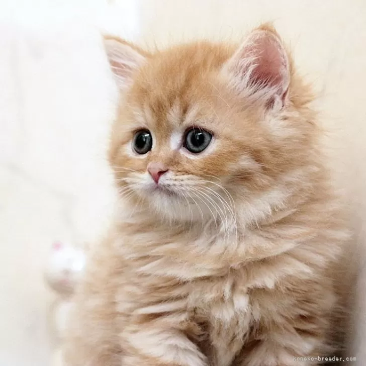 ID:2406-02777の子猫