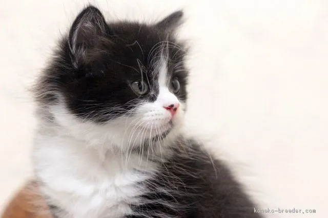 ID:2007-02046の子猫