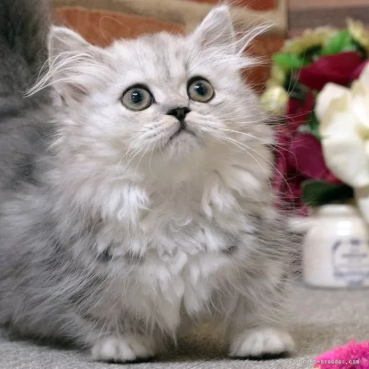 ID：2407-01841の子猫