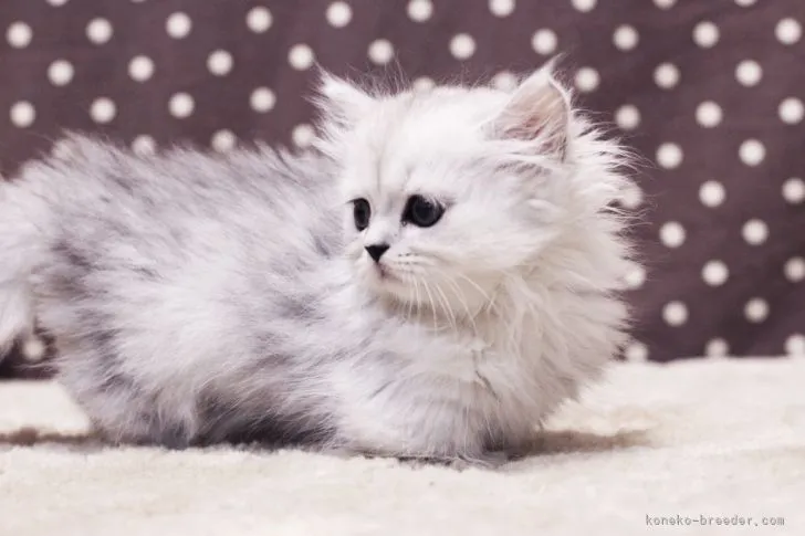 ID:2106-02343の子猫