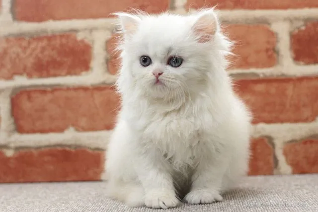 ID:1907-00057の子猫