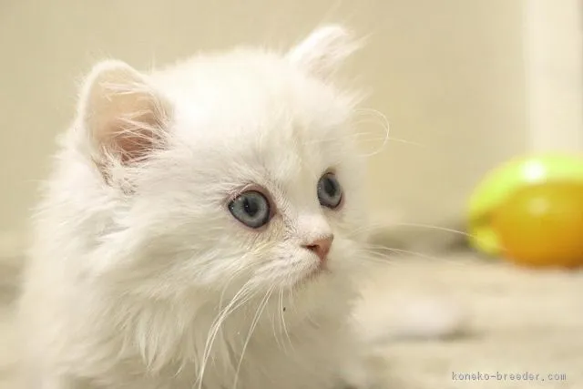 ID：1806-00656の子猫