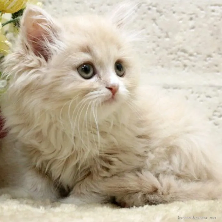 ID：2307-01804の子猫