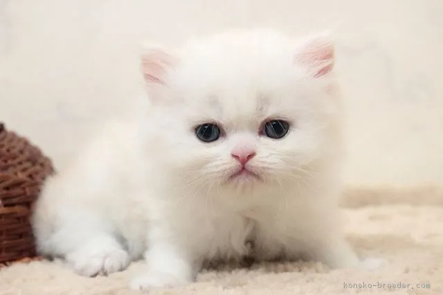 ID：1809-01255の子猫