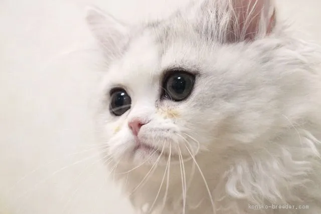 ID:1905-00139の子猫