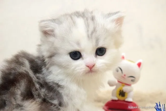 ID：1809-01257の子猫