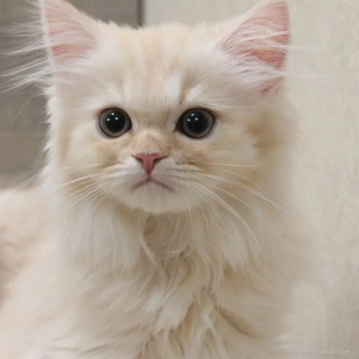 K.N 様のお迎えした子猫