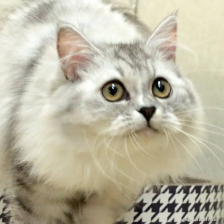 ID:2305-01835の子猫