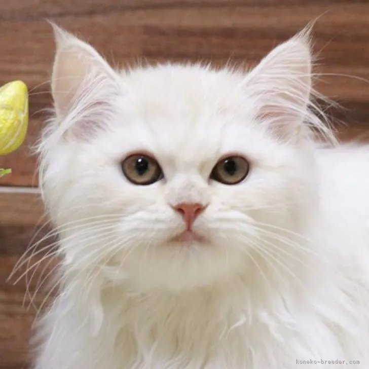 ID:2209-00101の子猫