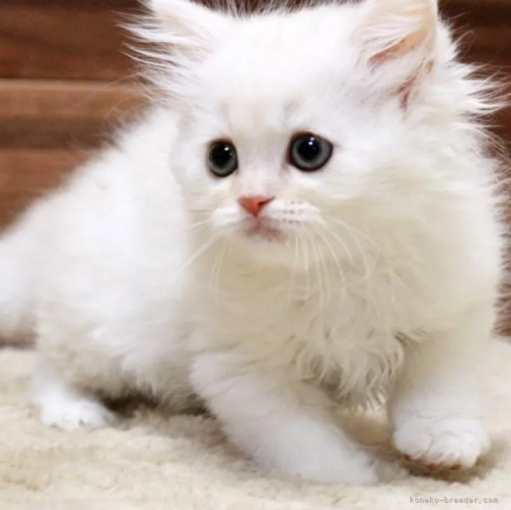 ID:2211-00007の子猫