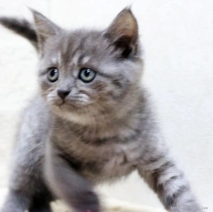 ID:2211-02832の子猫