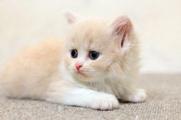 マンチカン(長足)【群馬県・男の子・2020年6月13日・クリームタビー&ホワイト】の写真「可愛いお顔の並足くん！！コートも素敵。」