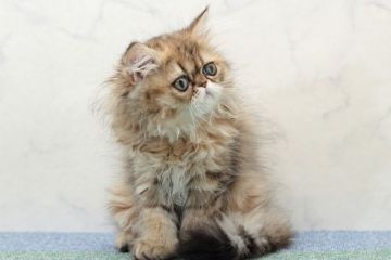 ミヌエット【群馬県・女の子・2019年2月20日・ブラウンパッチドタビー&ホワイト（ロングコート）】の写真「ペルシャ父に似た、オペチャミヌエットちゃん」