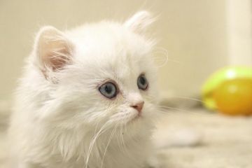 ミヌエット【群馬県・男の子・2018年4月17日・シェルカメオ（ロングコート）】の写真「まん丸お顔、カメオカラーの短足クン！」