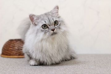 ミヌエット【群馬県・男の子・2019年3月1日・シェーデッドシルバー（ロングコート）】の写真「可愛いお顔の短足くん！！　5/24価格更新」