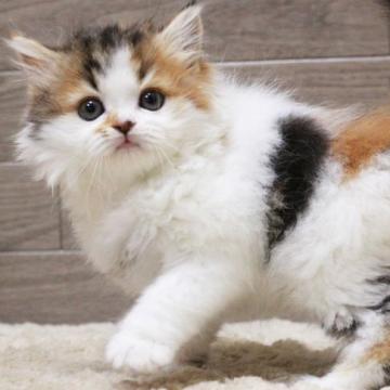 マンチカン(長足)【群馬県・女の子・2022年9月23日・キャリコ（ロングコート）】の写真「マンチカン子猫　並足　美女子！！」