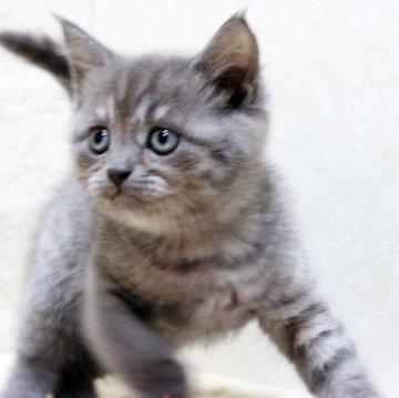 マンチカン(長足)【群馬県・男の子・2022年9月6日・ブルータビー（ショートコート）】の写真「マンチカン子猫　並足　男の子！！」