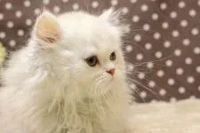 ミヌエット【群馬県・男の子・2018年10月5日・シェルカメオ】の写真1