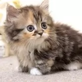 ミヌエット(短足)【群馬県・女の子・2024年5月4日・ブラウンパッチドタビー&ホワイト】の写真1