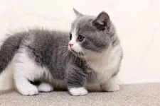 マンチカン(短足)【群馬県・男の子・2020年6月21日・ブルー&ホワイト】の写真2