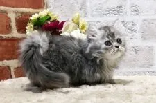 ミヌエット【群馬県・女の子・2021年9月28日・ブルースモークパッチドタビー&ホワイト】の写真2