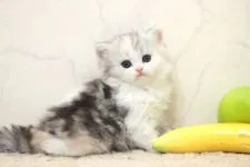 ミヌエット【群馬県・女の子・2018年8月14日・シルバーパッチドタビー&ホワイト】の写真2