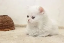 ミヌエット【群馬県・男の子・2018年4月17日・シェルクリーム】の写真3