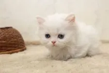 ミヌエット【群馬県・男の子・2018年4月17日・シェルクリーム】の写真4