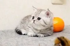 ミヌエット【群馬県・女の子・2018年10月5日・シルバーパッチドマッカレルタビー】の写真4