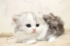 ミヌエット【群馬県・女の子・2018年8月14日・シルバーパッチドタビー&ホワイト】の写真5