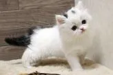 マンチカン(長足)【群馬県・男の子・2022年9月23日・ブラック&ホワイト】の写真5