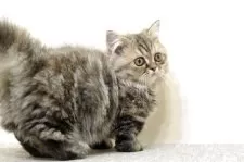 ミヌエット(短足)【群馬県・女の子・2025年5月25日・ブラウンタビー】の写真11