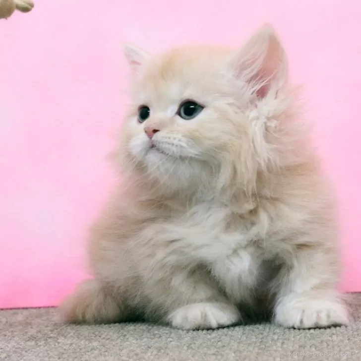 ID:2502-02189の子猫