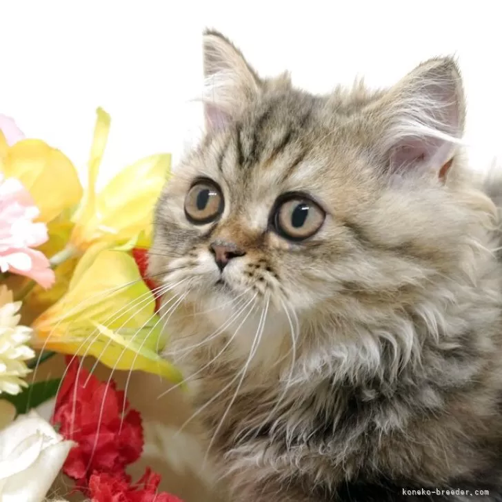 ミヌエット(短足)【群馬県・女の子・2025年5月25日・ブラウンタビー】の写真1