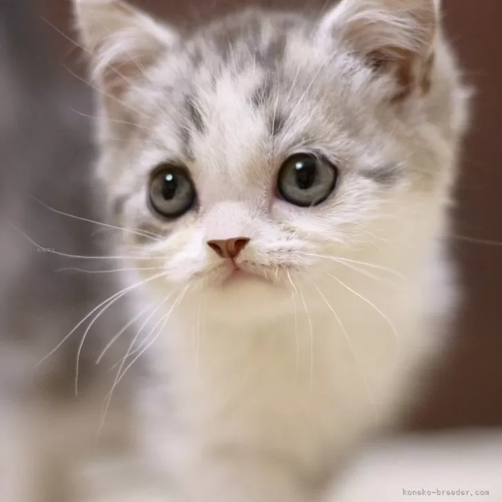 ID:2412-02642の子猫