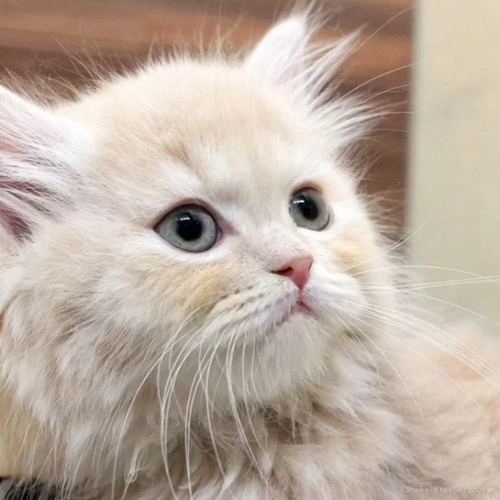 ID：2503-01371の子猫