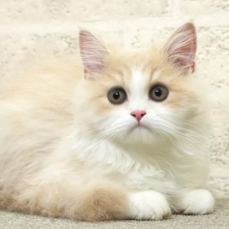 ID：2509-02042の子猫