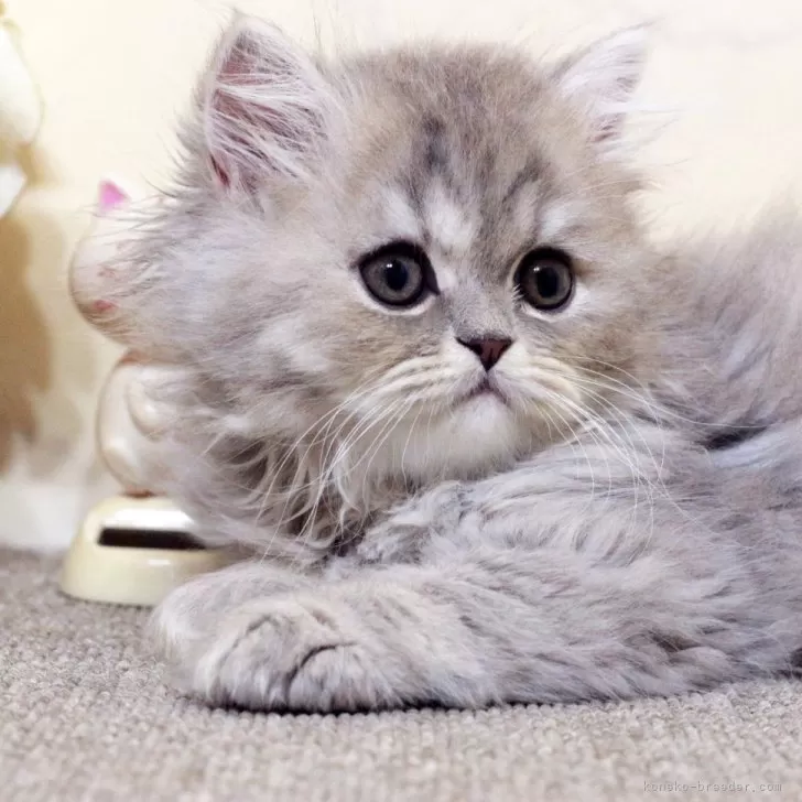 ID：2412-02641の子猫