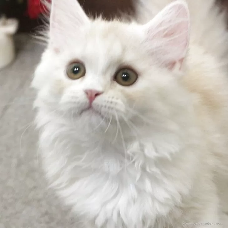 ID：2510-01372の子猫