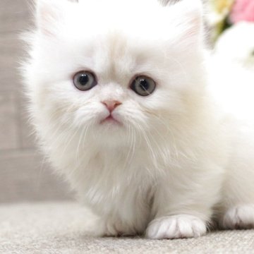 ミヌエット(短足)【群馬県・男の子・2025年10月25日・シェルカメオ&ホワイト（ロングコート）】の写真「ミヌエット短足　男の子！」