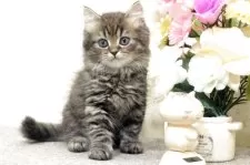 ミヌエット(長足)【群馬県・男の子・2025年7月27日・ブラウンタビー】の写真2