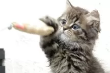 ミヌエット(長足)【群馬県・男の子・2025年7月27日・ブラウンタビー】の写真3