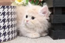 ミヌエット(長足)【群馬県・女の子・2024年12月28日・クリーム&ホワイト】の写真3